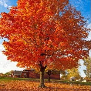 Meet your Posher, Poob